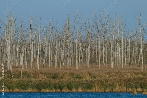 Obraz Am Anklamer Stadtbruch