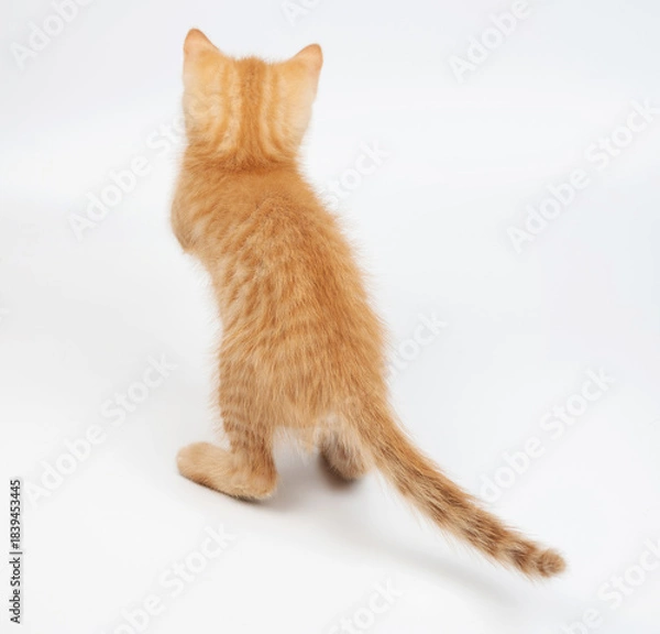Obraz Standing kitty on rear paws