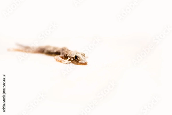 Obraz Common house lizard isolated on white background