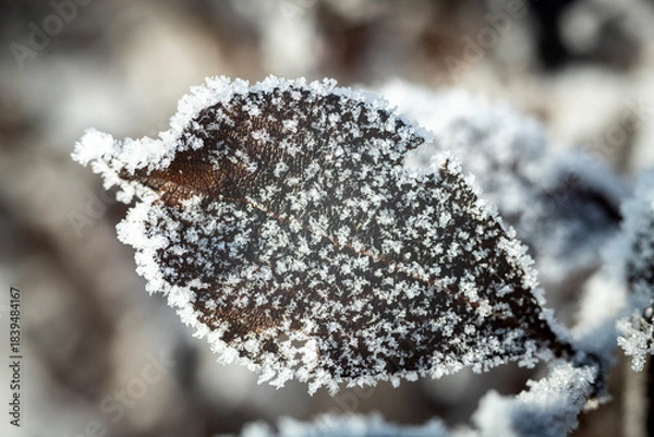 Fototapeta Cold Winter