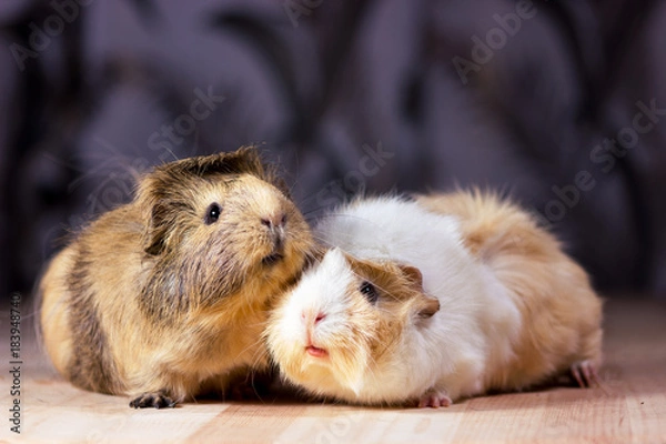 Fototapeta Cute guinea pigs