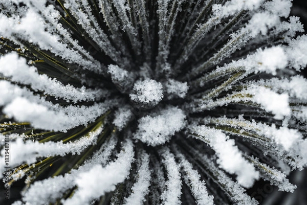 Fototapeta winter tree