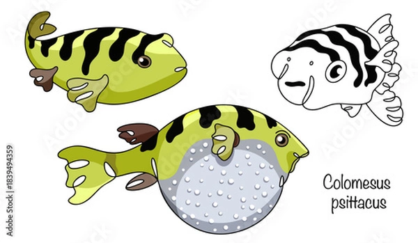 Obraz Colomesus psittacus