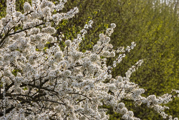 Fototapeta Schlehe in voller Blüte.
