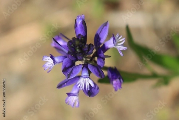 Obraz fleurs violettes
