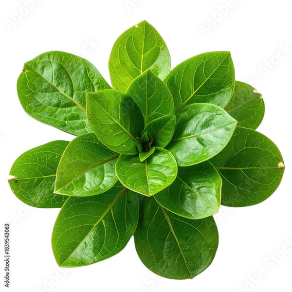 Fototapeta Vibrant green rosette of glossy leaves isolated on a stark black background