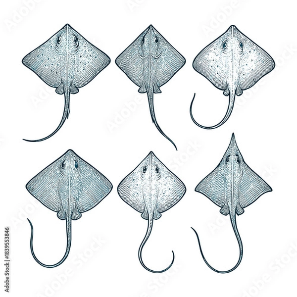 Obraz Detailed Stingray Line Art Collection