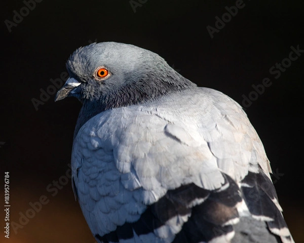 Obraz Pigeon