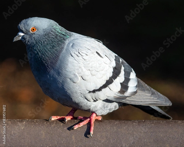 Obraz Pigeon