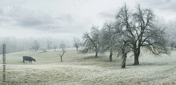 Fototapeta Rural idyll with hoarfrost and a grazing cow. Winter landscape panorama with rolling hills and trees on a meadow