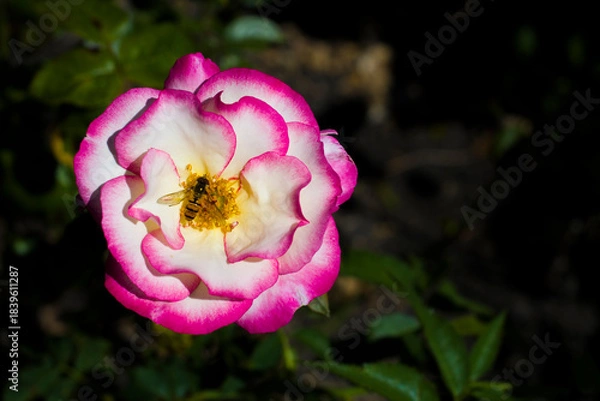 Obraz Róża ogrodowa i pszczółka 2025