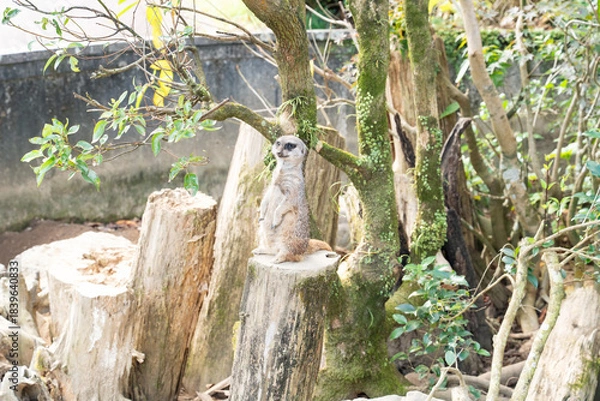 Obraz 見晴らし台で周囲を見渡すミーアキャット
