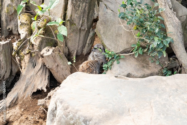 Obraz 岩陰の巣穴で寄り添うミーアキャットたち