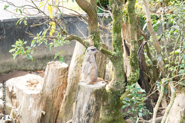 Obraz 木漏れ日の中で佇む横向きミーアキャット