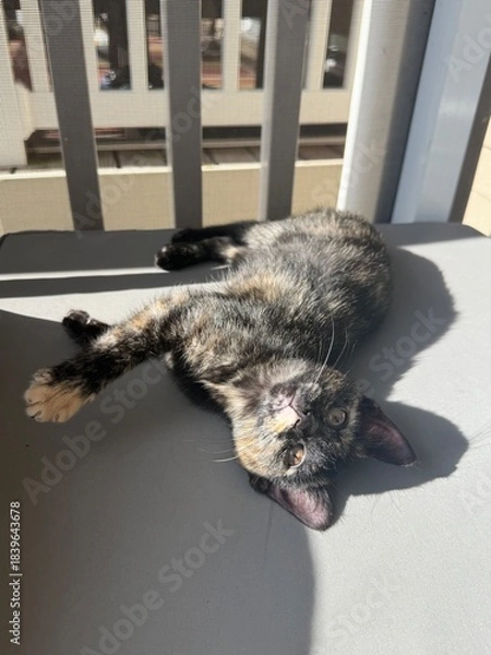 Obraz cat laying upside down