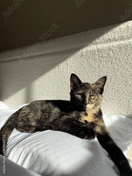 Obraz cat laying in sun