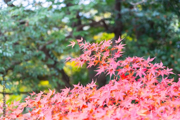 Obraz 色鮮やかな紅葉に光が差す秋の景色