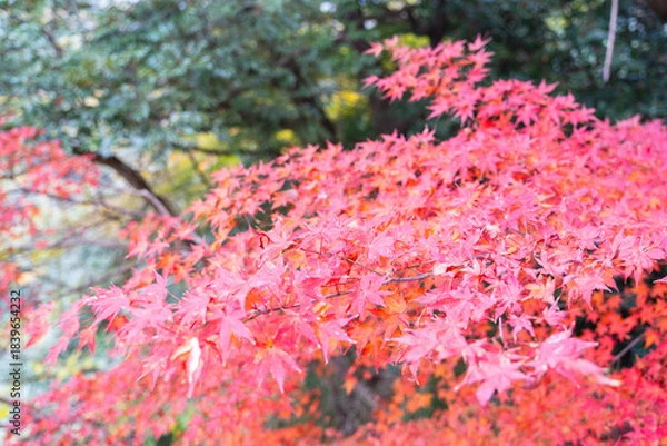 Obraz 秋色に染まる紅葉が広がる鮮やかな木々