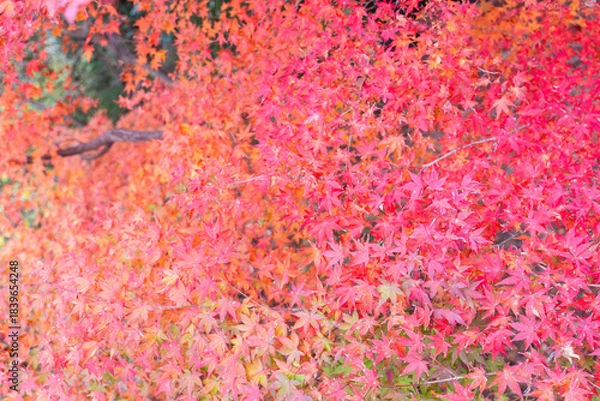 Obraz 色彩豊かな紅葉が重なり合う秋の自然美