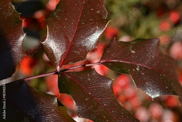 Obraz Autumn glossy leaf on a blurred red background