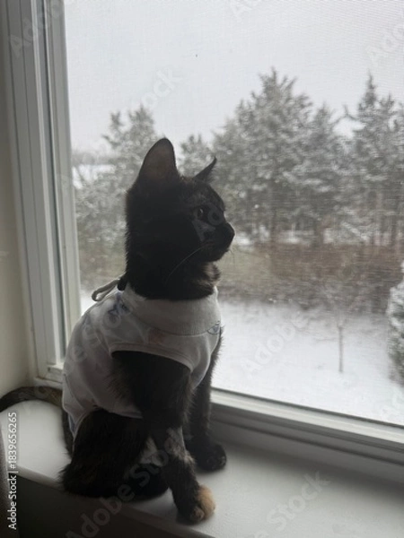Obraz cat looking at snow
