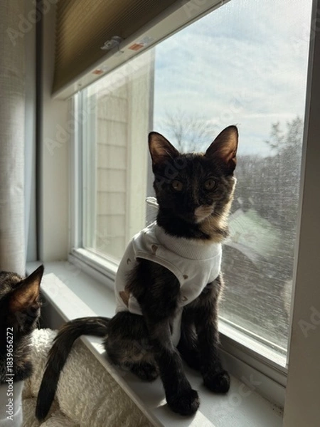 Obraz Tortoiseshell kitten 