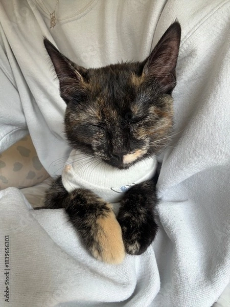 Obraz cat lying in arms