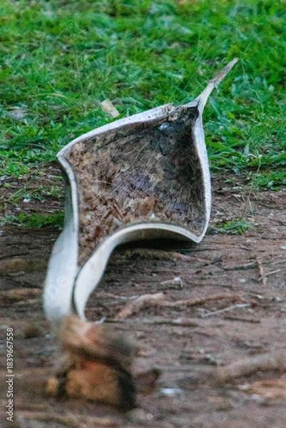 Fototapeta Vertical close-up of a coconut spathe (Cocos nucifera), a clear, fibrous material, contrasting with brown dirt and a background of fresh green grass.