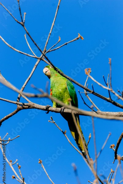 Fototapeta Parakeet (Psittacara leucophthalmus) with green plumage and red patches, perched on a bare dry branch, framed by thin twigs against a vibrant cobalt blue sky on a sunny day