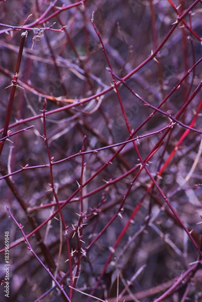 Fototapeta Thorny bramble