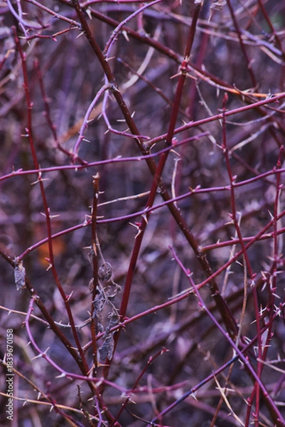 Fototapeta Thorny bramble