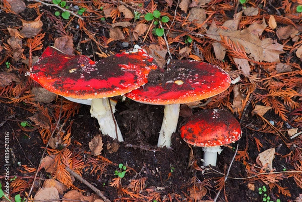 Fototapeta Toadstool