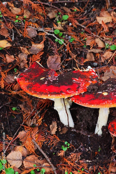 Fototapeta Toadstool