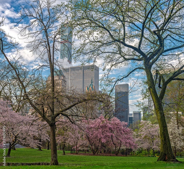 Obraz Central Park in spring