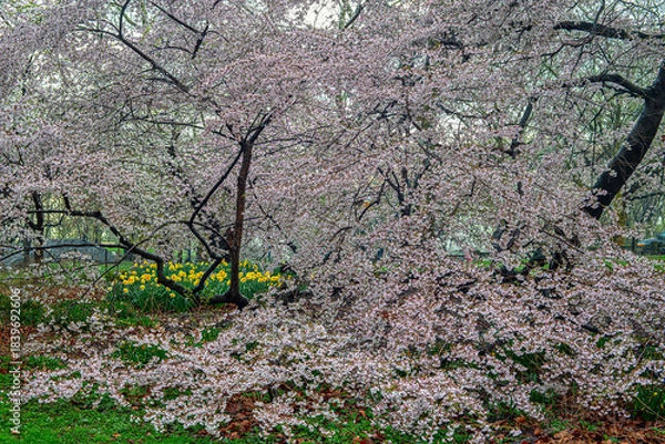 Obraz Central Park in spring