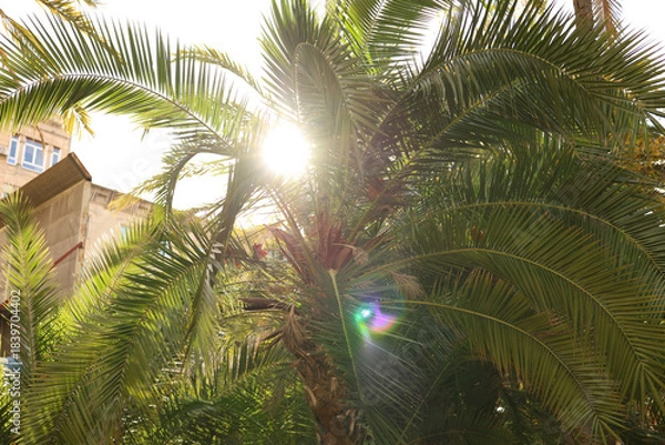 Obraz  Sun rays through the palm tree leaves over blue sky. Summer sunset scenery. 