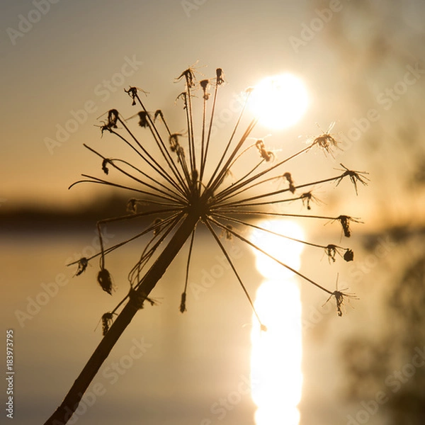 Obraz Kwiat wschodu słońca