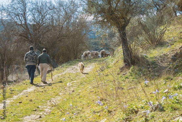 Fototapeta Two shepherds lead a herd of sheep and lambs and a dog along the path to the village, green grass, blue violet iris flowers and olive trees around. Ronda, Malaga province, Andalusia, Spain.