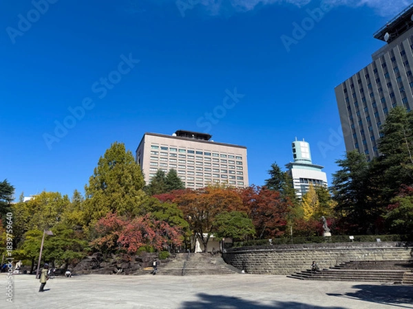 Fototapeta 青空と秋の仙台市勾当台公園から見上げる宮城県庁