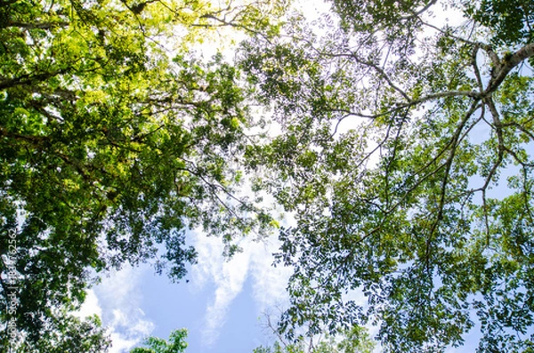 Obraz Copa de Árbol