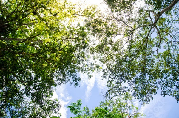 Obraz Copa de árbol