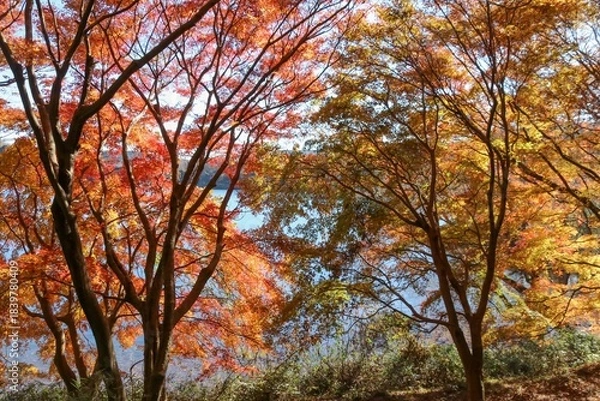 Obraz 伊豆 一碧湖の秋。大池紅葉広場。