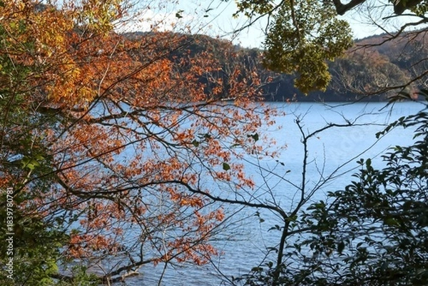 Obraz 伊豆 一碧湖の秋。紅葉から垣間見る大池。