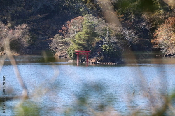 Obraz 伊豆 一碧湖の秋。大池、赤鳥居。