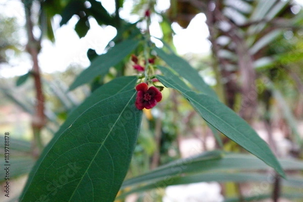 Fototapeta A fresh sauropus androgynus flower in garden. Beautiful and amazing flower.