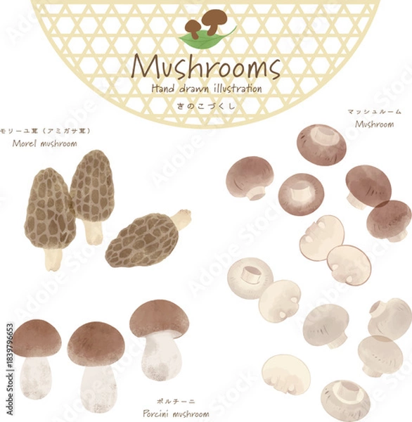 Fototapeta 世界のきのこづくしベクターセット＜モリーユ茸・マッシュルーム・ポルチーニ茸＞