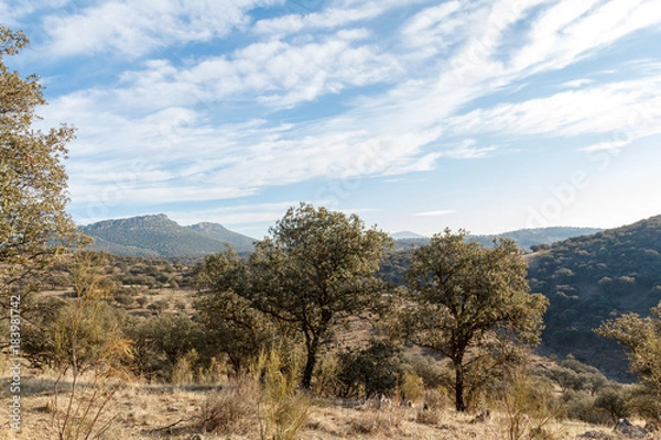 Obraz Dehesa mediterránea