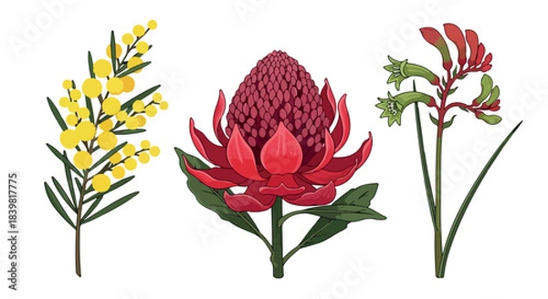 Obraz Australian native flowers with transparent background