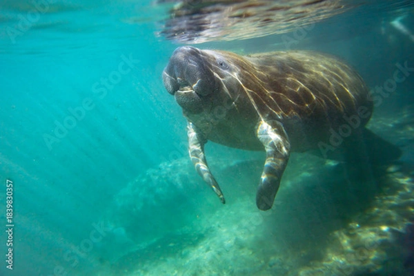 Fototapeta Florida manatees (Trichechus manatus latirostris) in Crystal River. Camera dipped from kayak while taking care not to disturb these protected mammals. Please follow all state/federal protection laws.