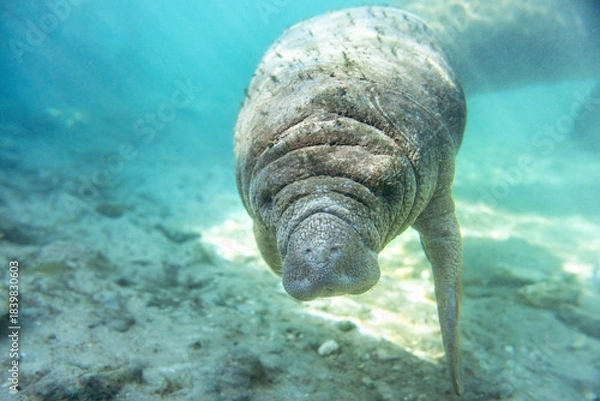 Fototapeta Florida manatees (Trichechus manatus latirostris) in Crystal River. Camera dipped from kayak while taking care not to disturb these protected mammals. Please follow all state/federal protection laws.